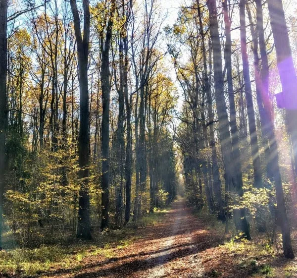 Zdjęcie Rezerwat przyrody Las Łagiewnicki: unikalne miejsce pełne życia