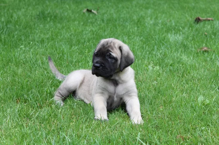Zdjęcie Librela dla psa jak długo stosować, aby uniknąć bólu i poprawić komfort