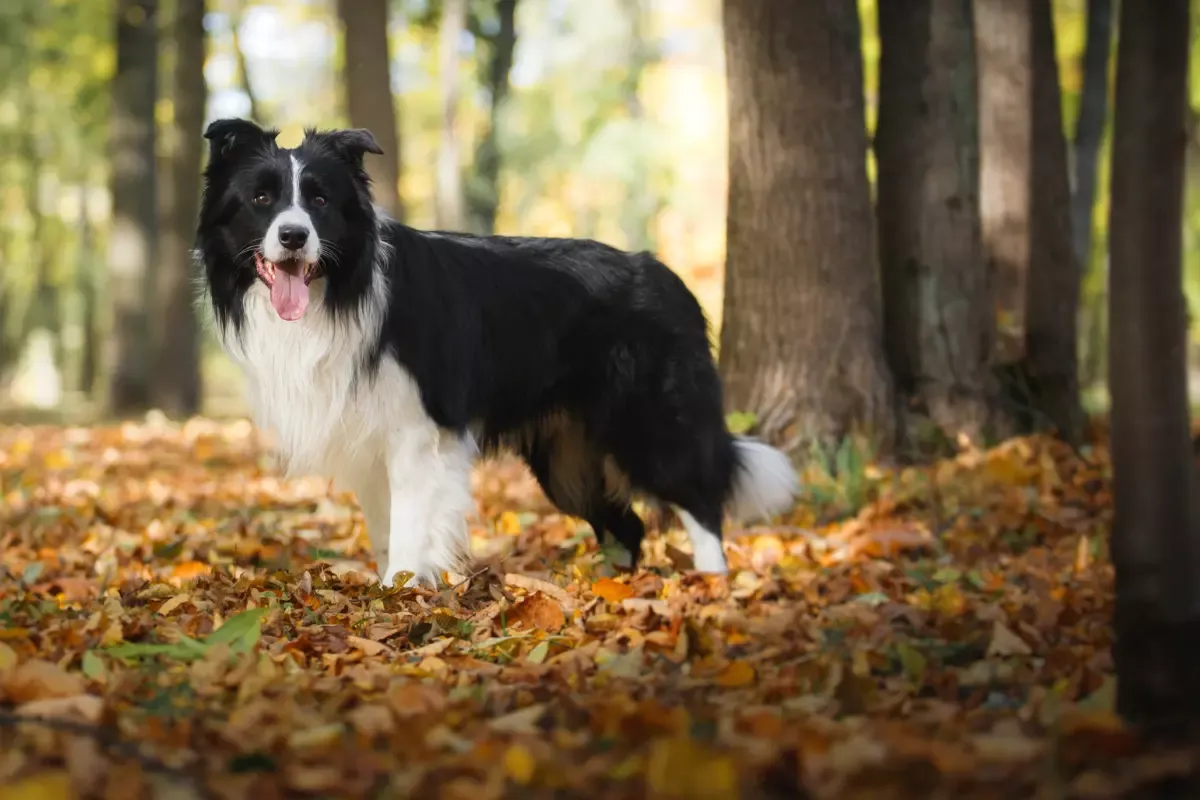 Zdjęcie Border collie ma włosy czy sierść? Odkryj prawdę o ich futrze