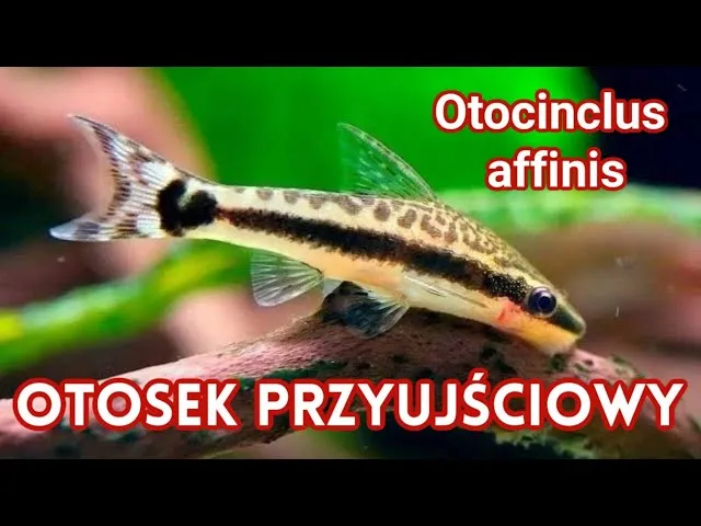 Zdjęcie Otosek czy kosiarka - który glonojad lepiej zadba o Twoje akwarium?