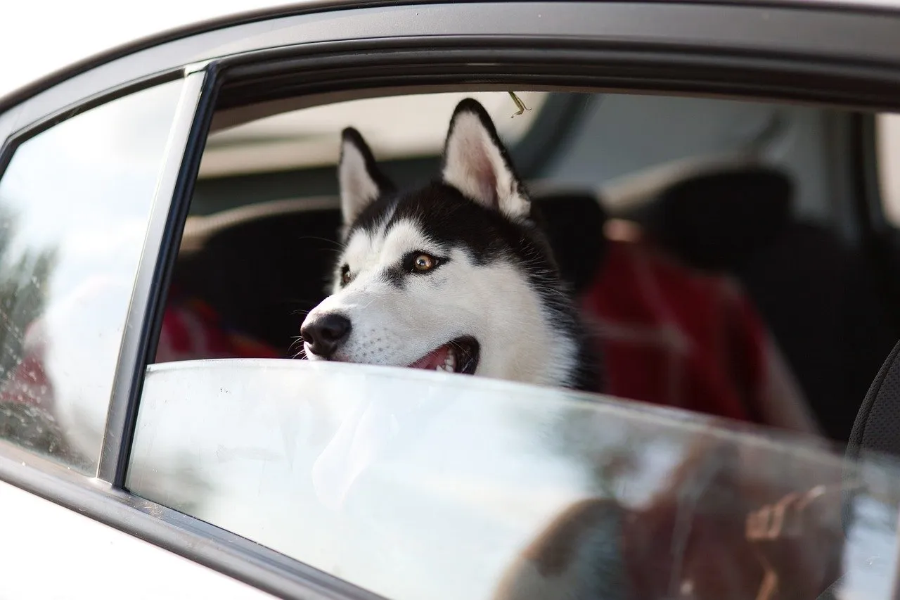 Zdjęcie Skuteczna nauka jak wytresować psa husky: porady i wskazówki dla właścicieli