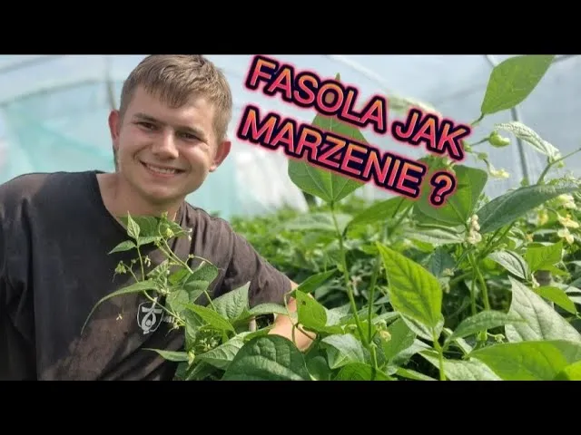 Zdjęcie Fasolka jak sadzić, aby uniknąć błędów i cieszyć się plonami
