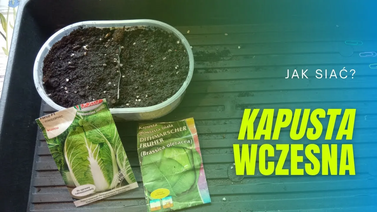 Zdjęcie Kiedy siać kapustę, aby uniknąć błędów w uprawie i zyskać plony