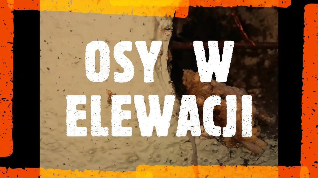 Zdjęcie Jak pozbyć się os że ściany - bezpieczne metody usuwania gniazd