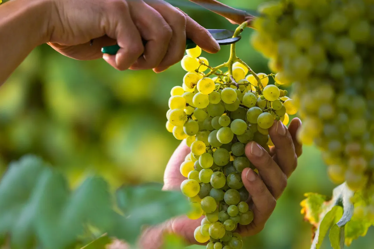 Zdjęcie Kiedy zrywać winogron na wino, aby uniknąć złej jakości trunku?