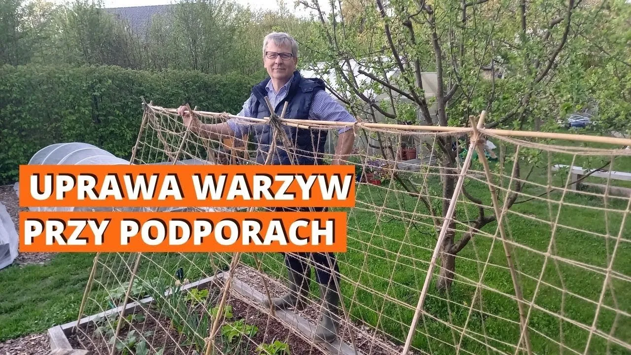 Zdjęcie Jak uprawiać ogórki na podporach i uniknąć najczęstszych błędów