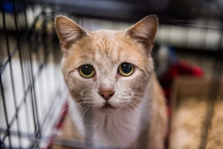 Zdjęcie ¿Realmente lloran los gatos como los humanos? Descubre la verdad