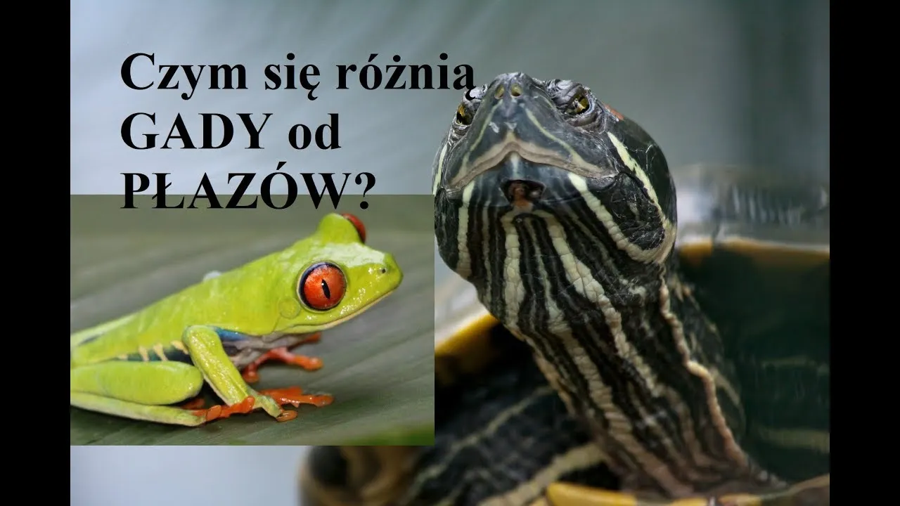 Zdjęcie Czy jaszczurka to płaz? Odkryj zaskakujące różnice między gadami a płazami