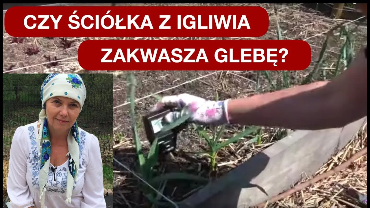 Zdjęcie Czy igliwie zakwasza glebę i jak wpływa na rośliny kwasolubne?