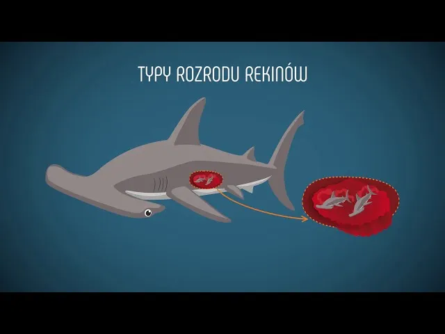 Zdjęcie Jak rekiny się rozmnażają? Odkryj fascynujące metody ich rozmnażania