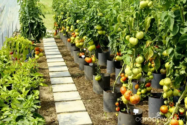 Zdjęcie Skuteczne sposoby na opryskiwanie pomidorów, które ochronią plony