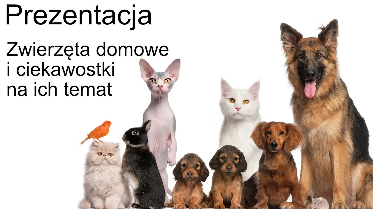 Zdjęcie Jak dbać o zwierzęta domowe - edukacyjny film pełen cennych wskazówek