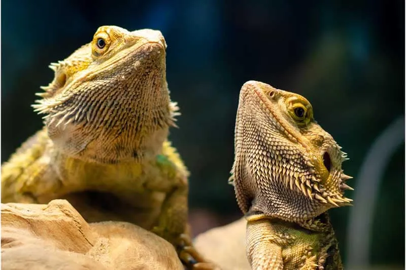 Zdjęcie Jak zrobić terrarium dla agamy – uniknij najczęstszych błędów