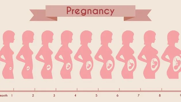 podział ciąży na trymestry grafika