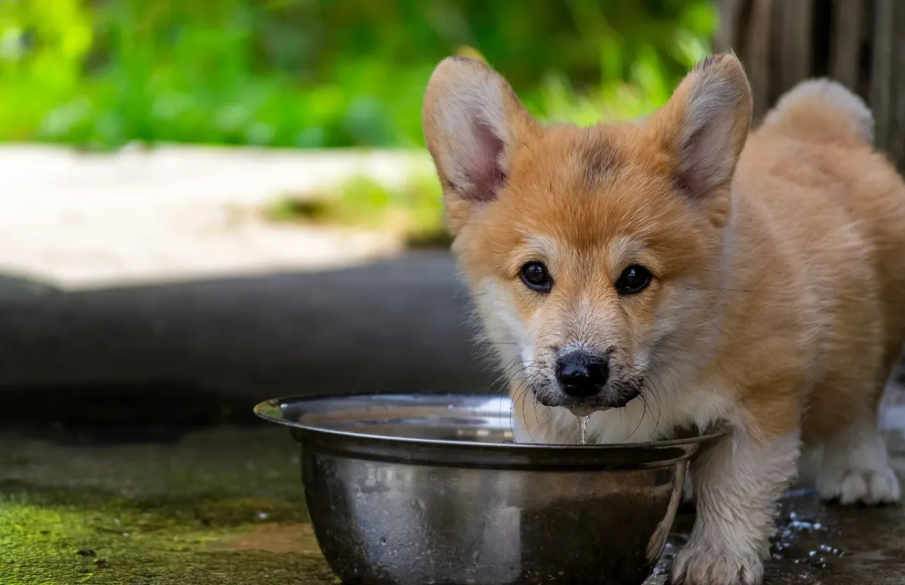 Szczęśliwy pies z miską wody
