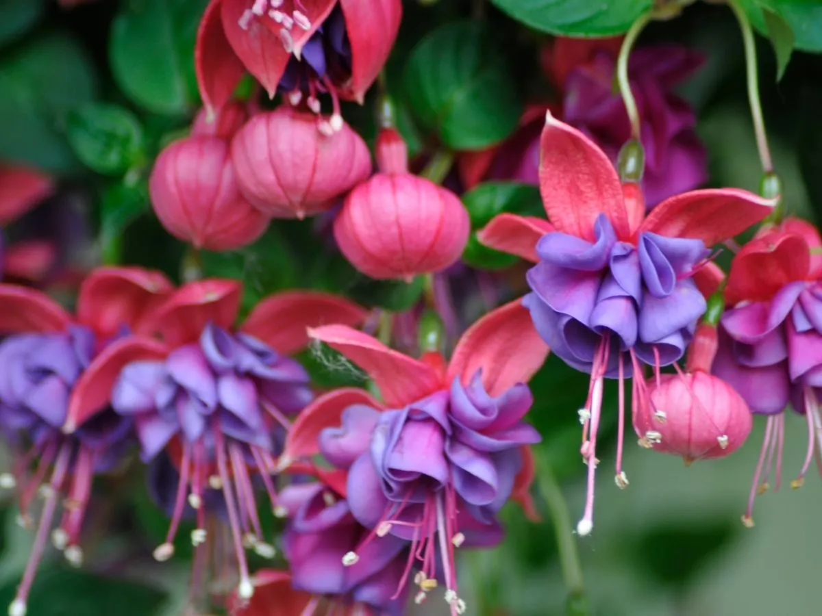 Fuksja kwitnąca obficie w ogrodzie