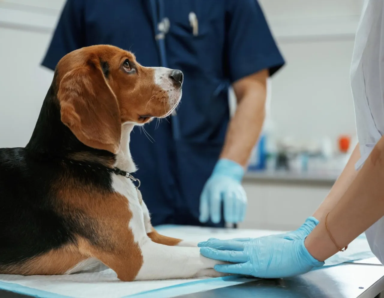 weterynarz uspokaja psa przed zabiegiem