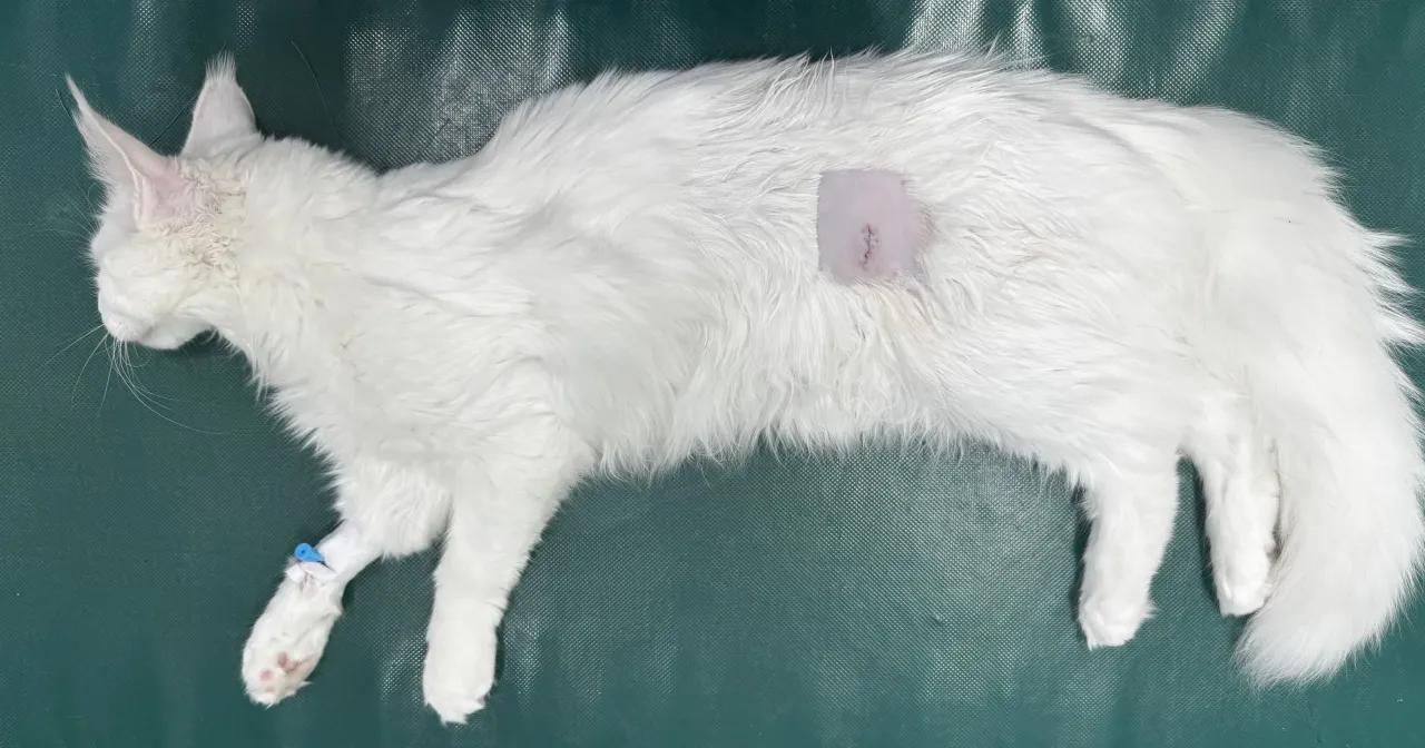 weterynarz bada kota sterylizacja