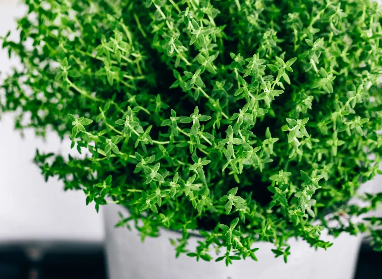 sadzenie tymianku w doniczce