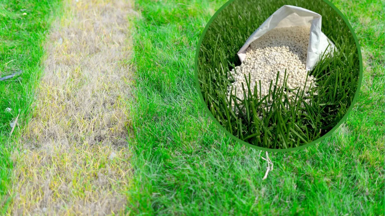 Spalony trawnik od nawozu