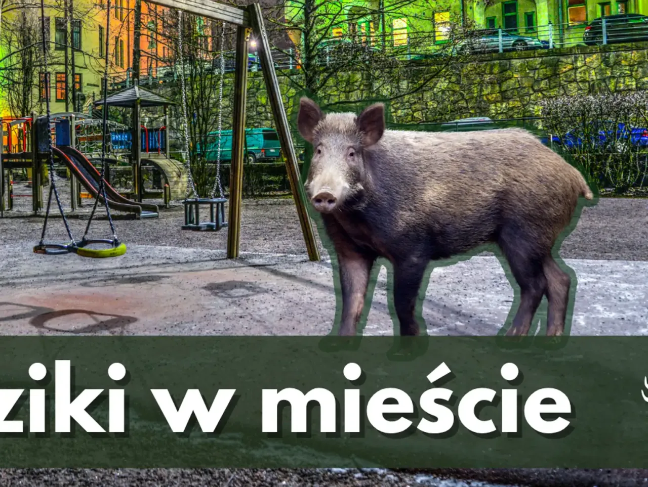 Dziki w mieście przyczyny