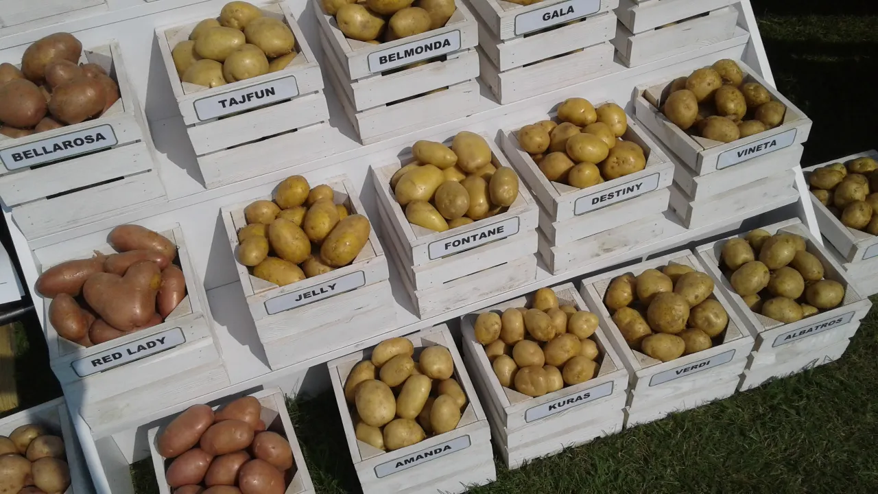 różne typy ziemniaków do zupy