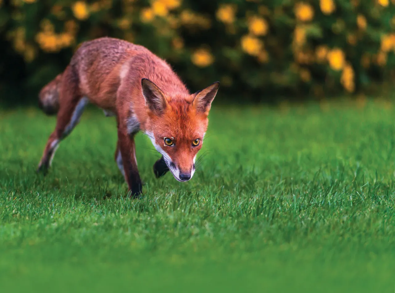 fotografia dzikich zwierząt teleobiektywem