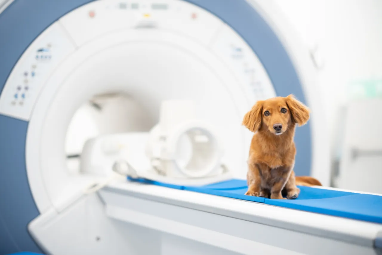 pies na rezonansie magnetycznym