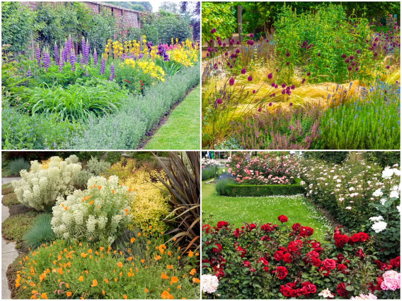 Rabata z łatwymi w uprawie bylinami dla początkujących