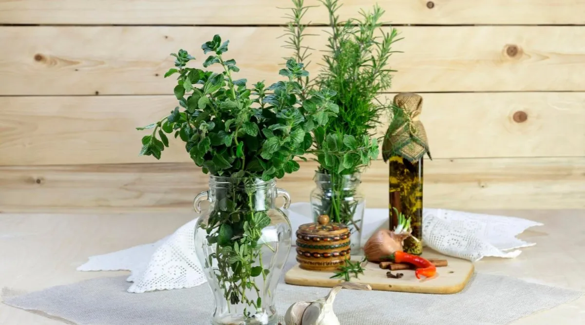 Por&oacute;wnanie świeżych i suszonych zi&oacute;ł (bazylia, oregano, tymianek)