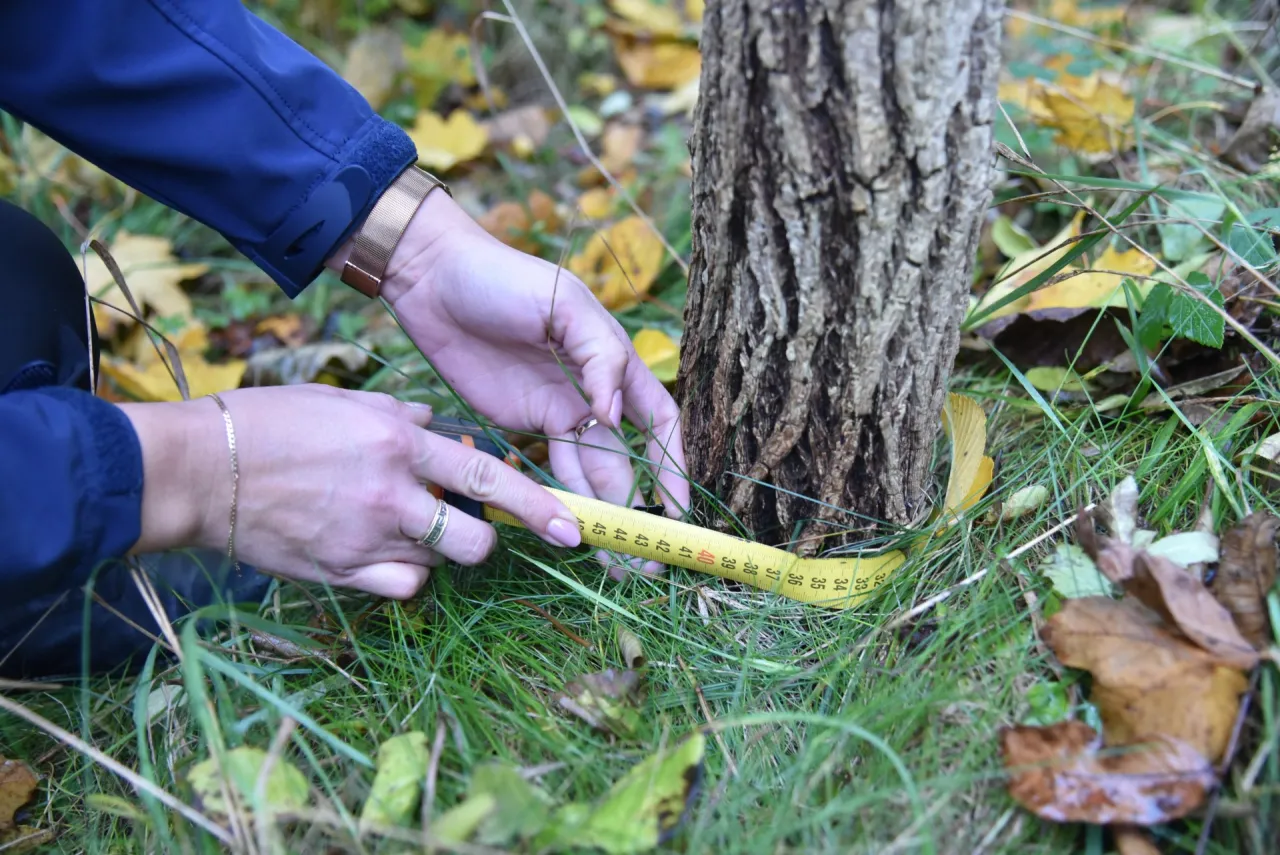 Zgłoszenie zamiaru wycinki drzewa formularz