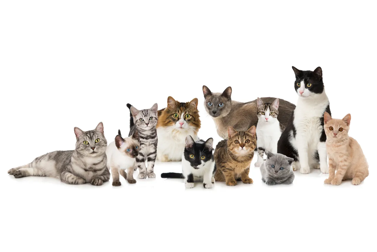 r&oacute;żne rasy kot&oacute;w i kot ze schroniska