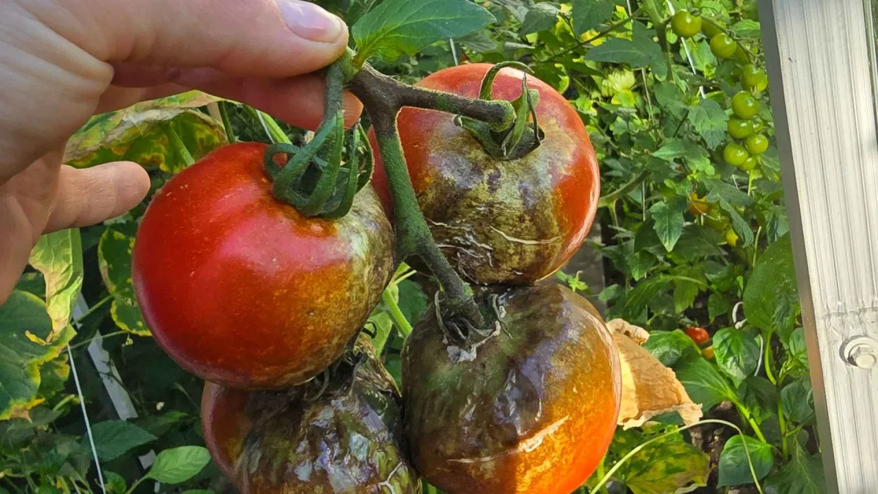 Dłoń trzyma kiść pomidor&oacute;w, z kt&oacute;rych część jest dojrzała, a część nosi ślady chor&oacute;b. W tle widać dalszą uprawę pomidor&oacute;w w polu.