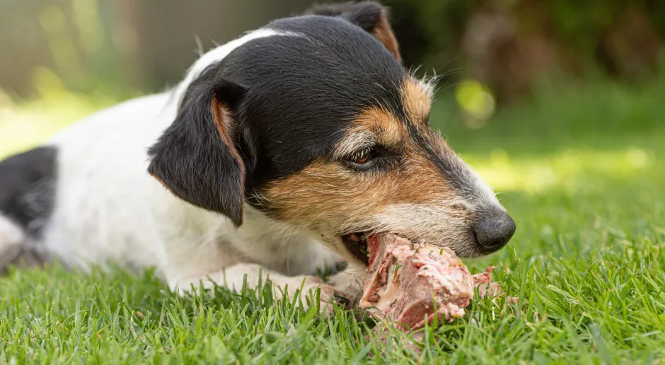 pies zjadł kość kurczaka objawy