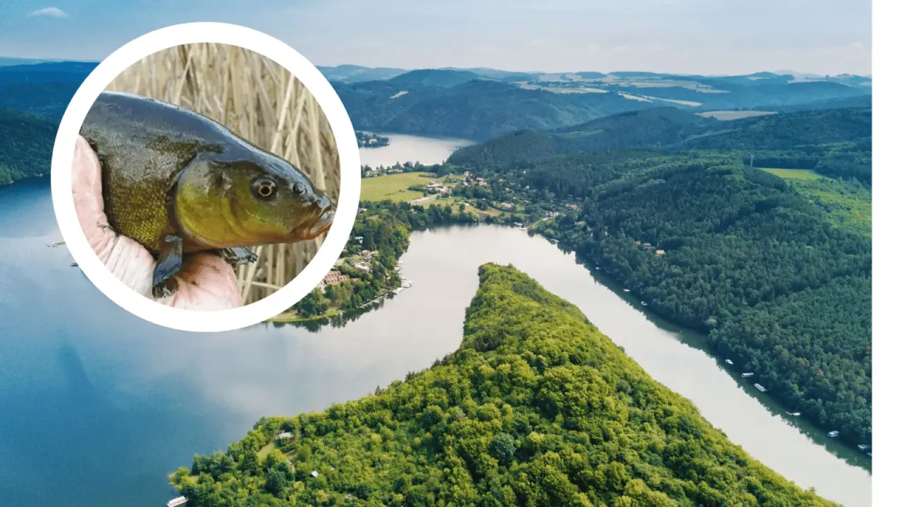 Piękna ryba w dłoni, idealna pogoda dla rybaków nad malowniczym jeziorem otoczonym lasami.