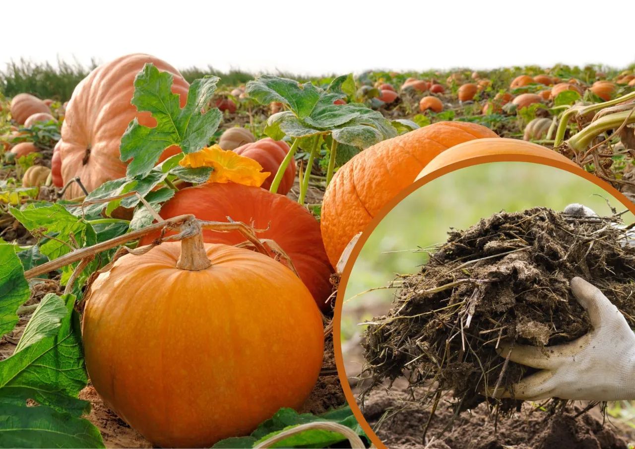 Naturalne nawozy do dyni