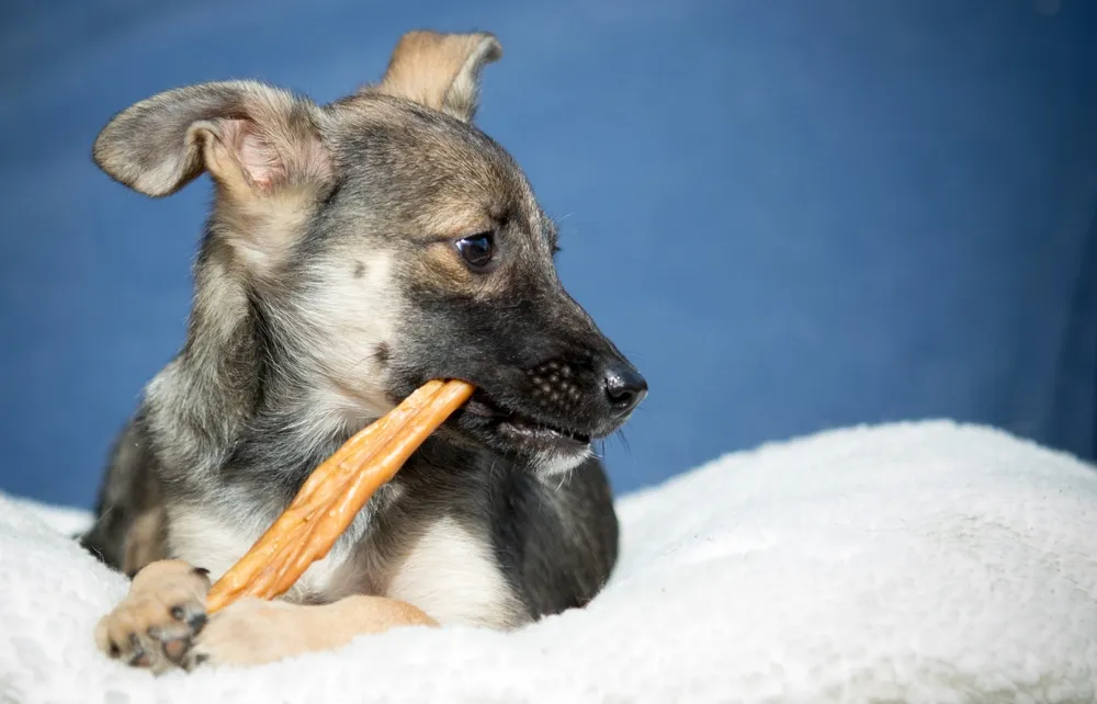 szczeniak z gryzakiem