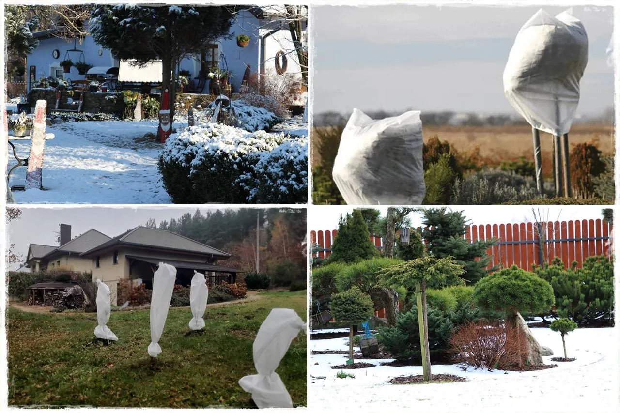 Rośliny okryte na zimę agrowłókniną