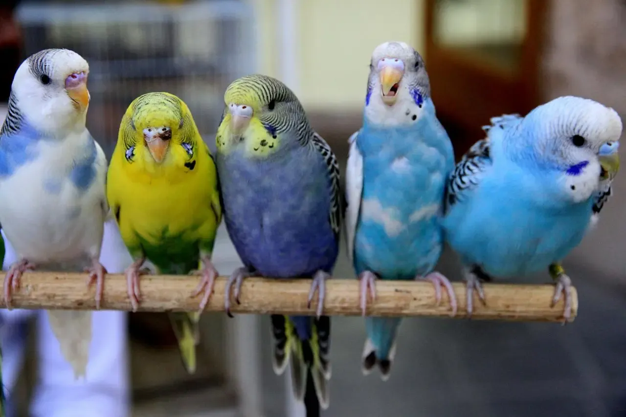 Samotna papużka falista smutna