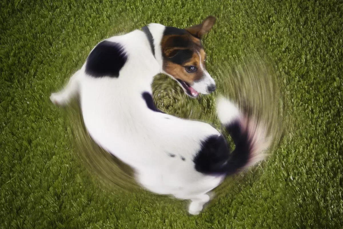 szczeniak gryzie ogon pchły alergia