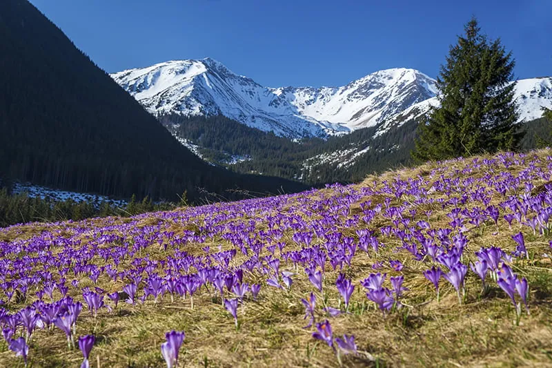 Krokusy Polana Chochołowska