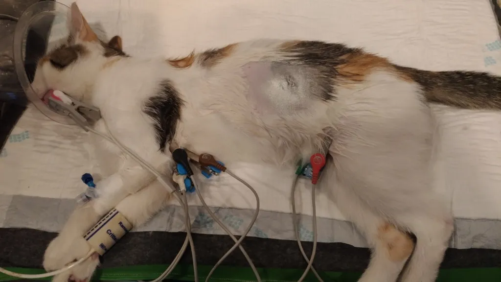 sterylizacja kotki wizyta u weterynarza