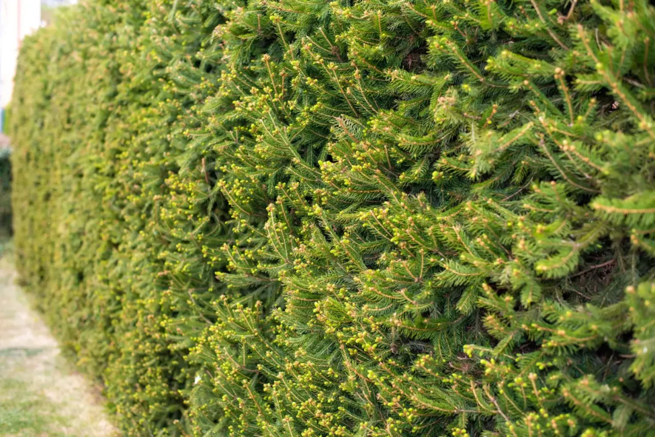 kalendarz sadzenia świerków pory roku