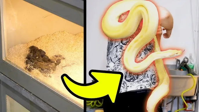 prawidłowe odchody węża zbożowego vs pytona królewskiego