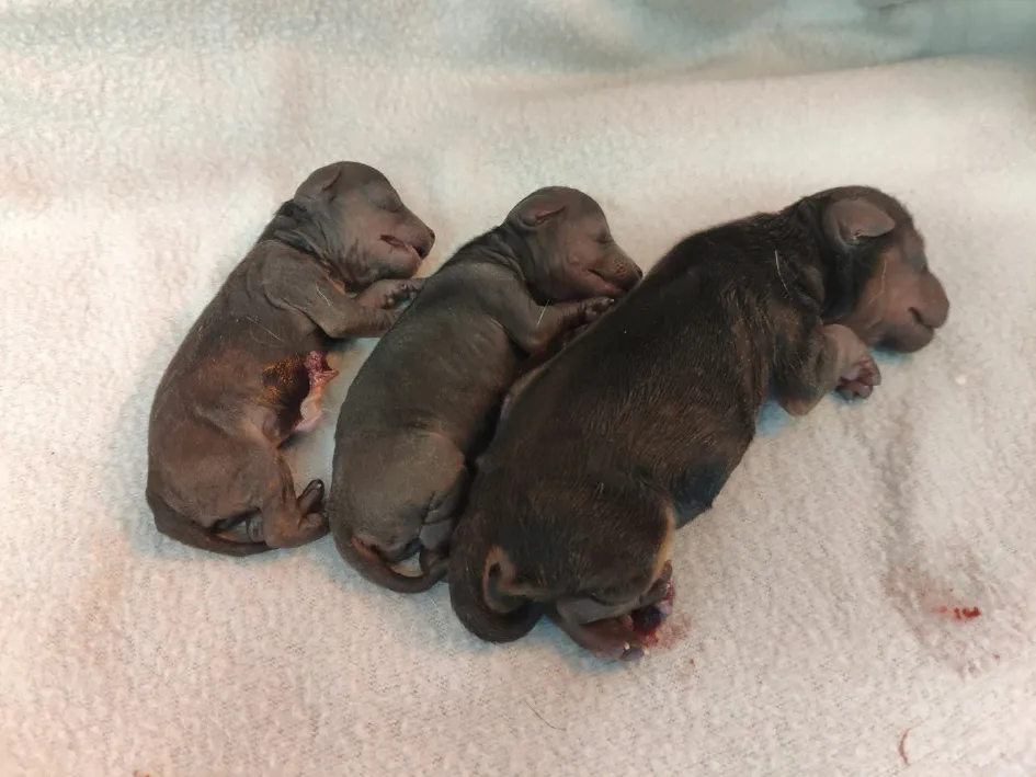 Suka z nowo narodzonymi szczeniętami w kojcu