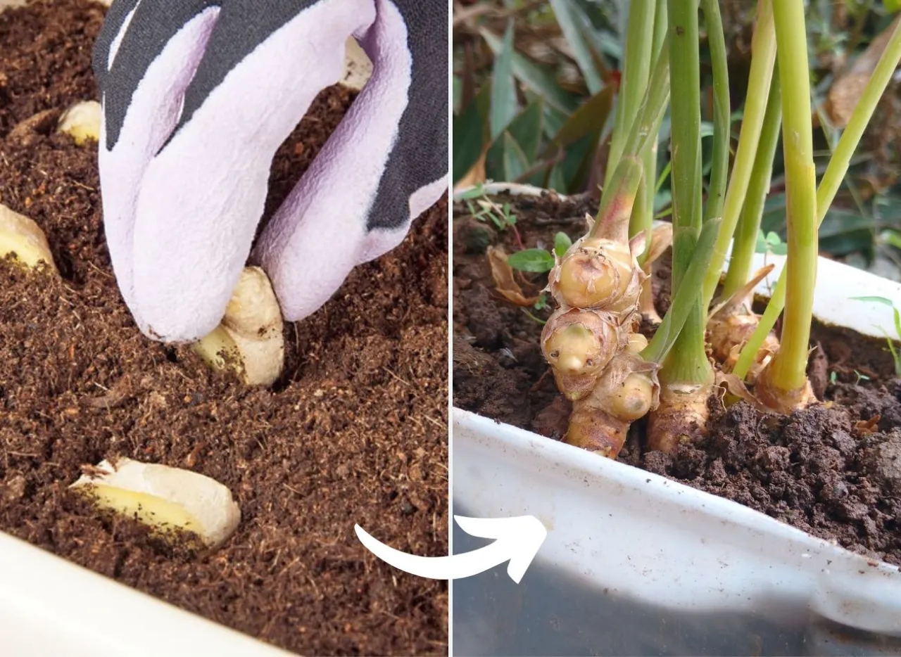 zdrowe kłącze imbiru do sadzenia