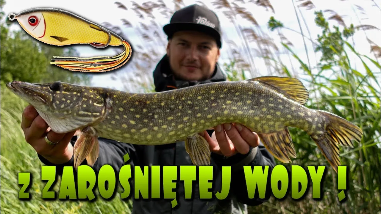 wędkarz łowiący szczupaka w zaroślach
