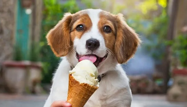 Pies patrzy na lody śmietankowe, weterynarz wyjaśnia ryzyko