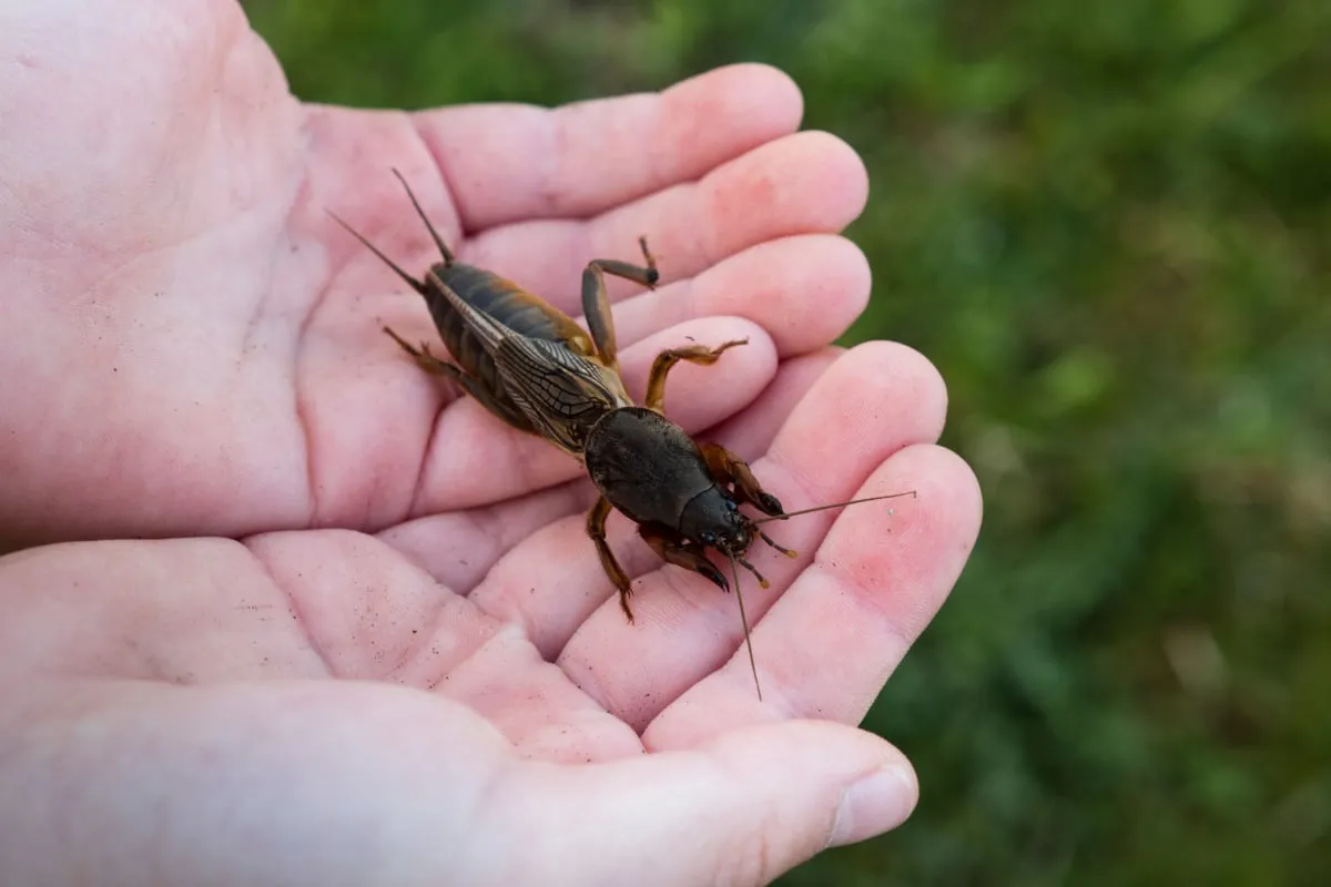 turkuć podjadek na haczyku metody