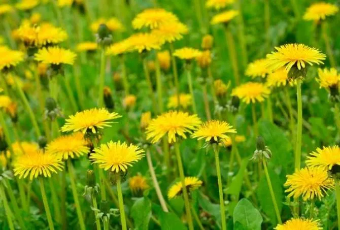 Mniszek lekarski roślina lecznicza